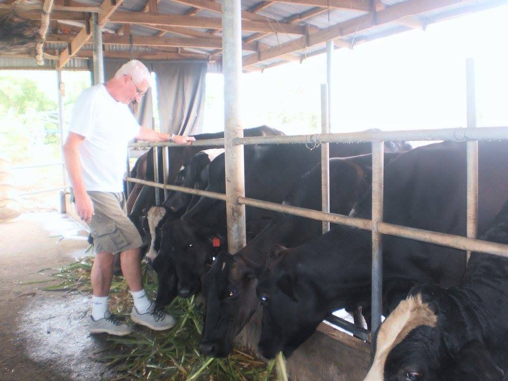 cow feeding